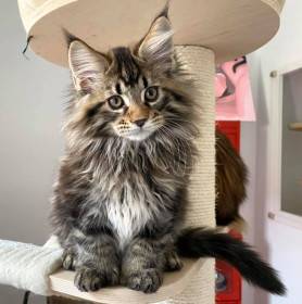 Adelheids Bitcoin PP, polydaktyl