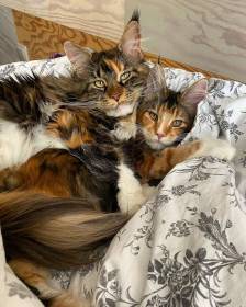 Adelhedis Amalthea a Yule PP