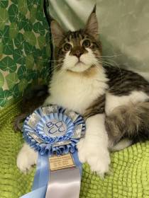 Adelheids Honolulu PP, polydaktyl