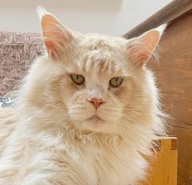 GRC Cyprian The Bishop of Adelheids