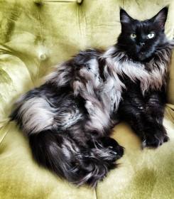 Adelheids Cherubina aka Bubu