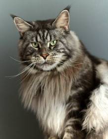 IT*CH Leaena´s Silver Surfer