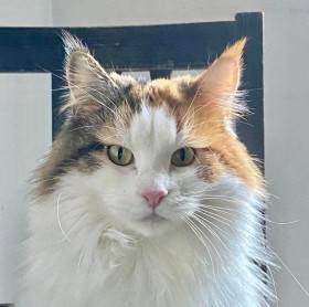 US*Stone-Ridge Harriet