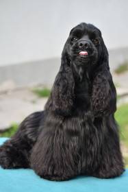 Zerov American Cocker