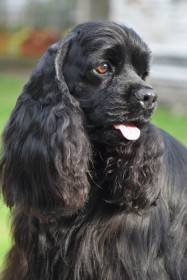 Zerov American Cocker