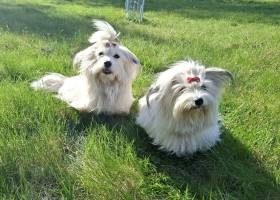 Poklad z Wilsonova lesa