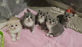 Naše koťátka z vrhu B mají 4 týdny