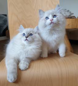 FelinoTherapy Jičín