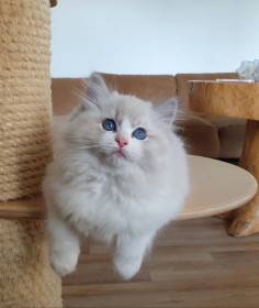 FelinoTherapy Jičín