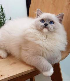 FelinoTherapy Jičín