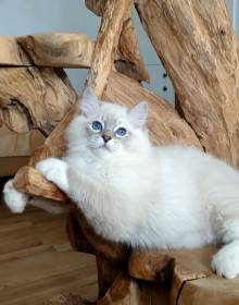 FelinoTherapy Jičín