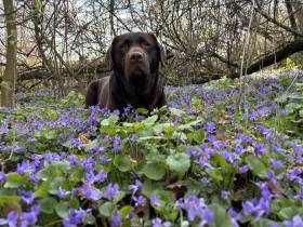 Z Počernických strání