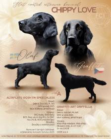 Chippy Love