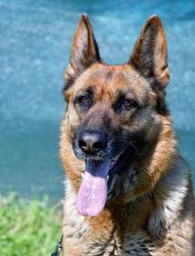 Z Břínkovského Podlesí