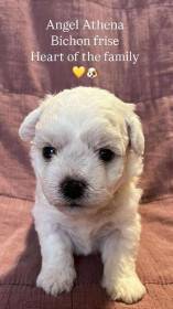 fenečka narozená 15.5.2025