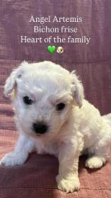 pejsek narozen 15.5.2025