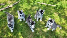 Od Maršovického vrchu