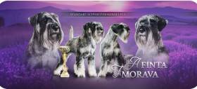 A Finta f Morava