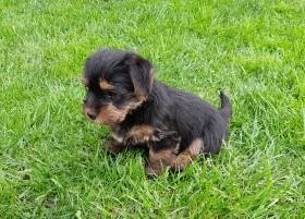 štěňátko black&tan