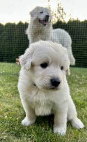 Pod Rackovským Lesem