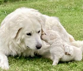 Pod Rackovským Lesem