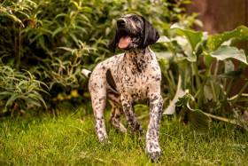 Z Jedlové zahrádky