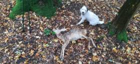 Black Blossom Cordis Venatore