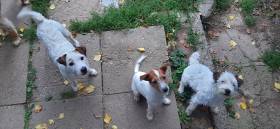 Double trouble Křivoklátský bull