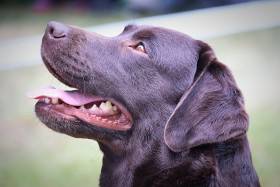 CZCH. Mamma Mia Tetřeví dvůr