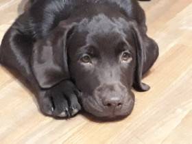 typické čokoládové štěně z našeho chovu