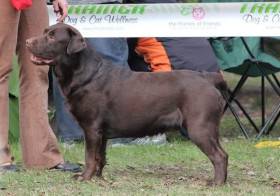 Chocolate Chester Tetřeví dvůr