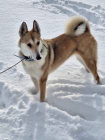 Západosibiřská lajka