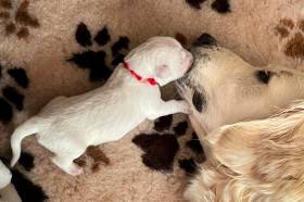 Z Chrustenických kopců