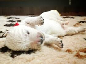 Z Chrustenických kopců