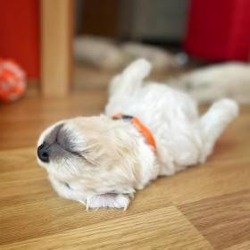 Z Chrustenických kopců