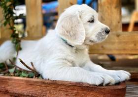 Z Chrustenických kopců