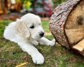 Z Chrustenických kopců