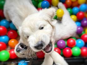 Z Chrustenických kopců