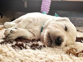 Z Chrustenických kopců