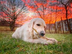 Z Chrustenických kopců