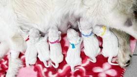 Z Chrustenických kopců