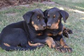 Esprit de la Croix Double