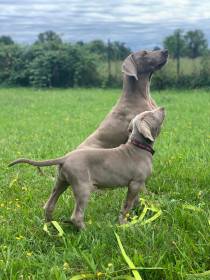 Maja + Delta from Schwarzenberk park