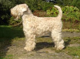 Irish soft coated wheaten terrier - standard