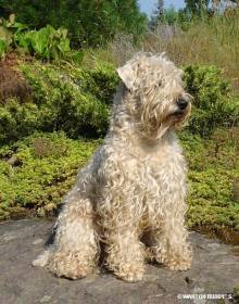 Irish soft coated wheaten terrier - standard