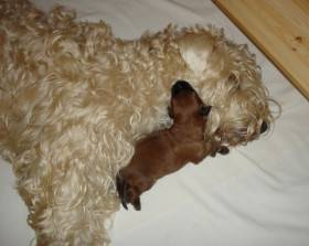Irish soft coated wheaten terrier - fena a štěně