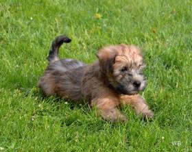 Irish soft coated wheaten terrier - standard štěně