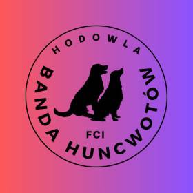Banda Huncwotow FCI