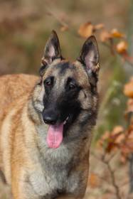 Une d-Avril du Domaine de Vauroux