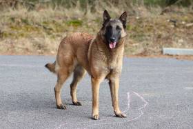 Stella de la Tangi Morgane